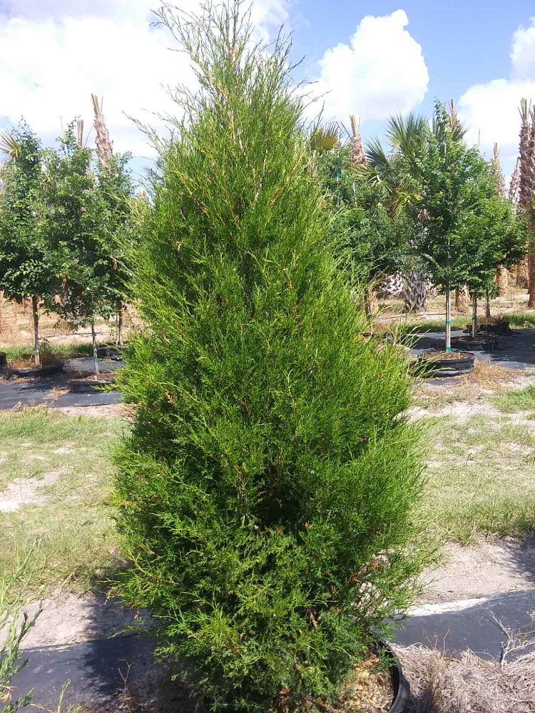 juniperus-virginiana-eastern-red-cedar
