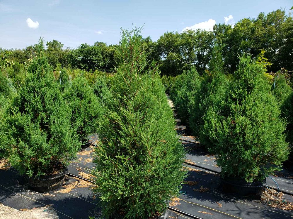 juniperus-virginiana-eastern-red-cedar