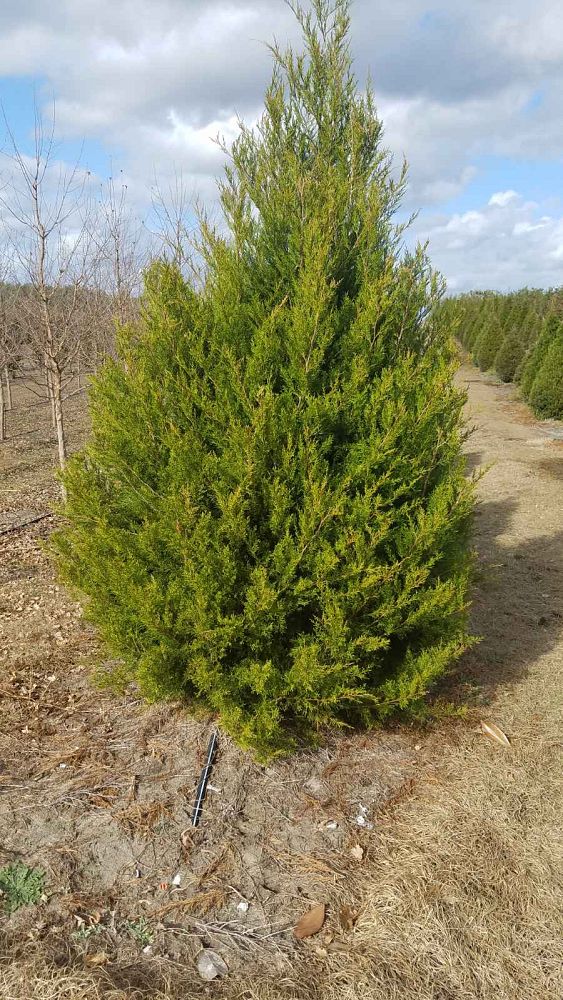 juniperus-virginiana-eastern-red-cedar