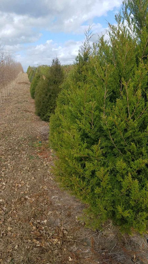 juniperus-virginiana-eastern-red-cedar