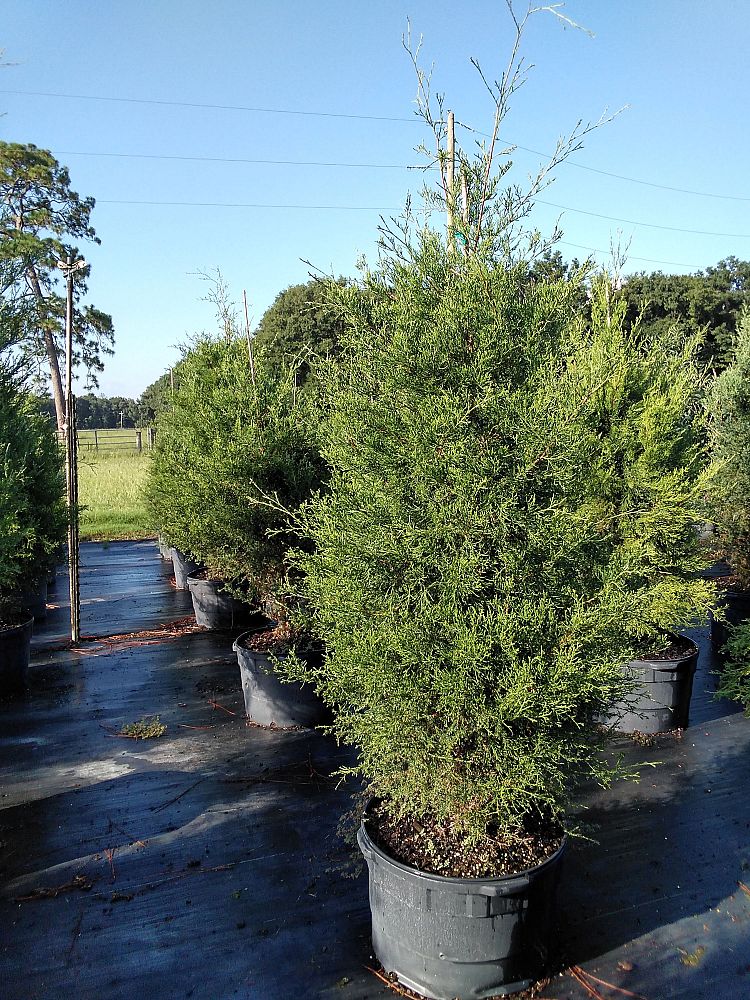 juniperus-virginiana-eastern-red-cedar