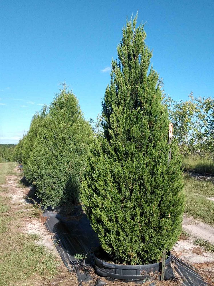 juniperus-virginiana-eastern-red-cedar