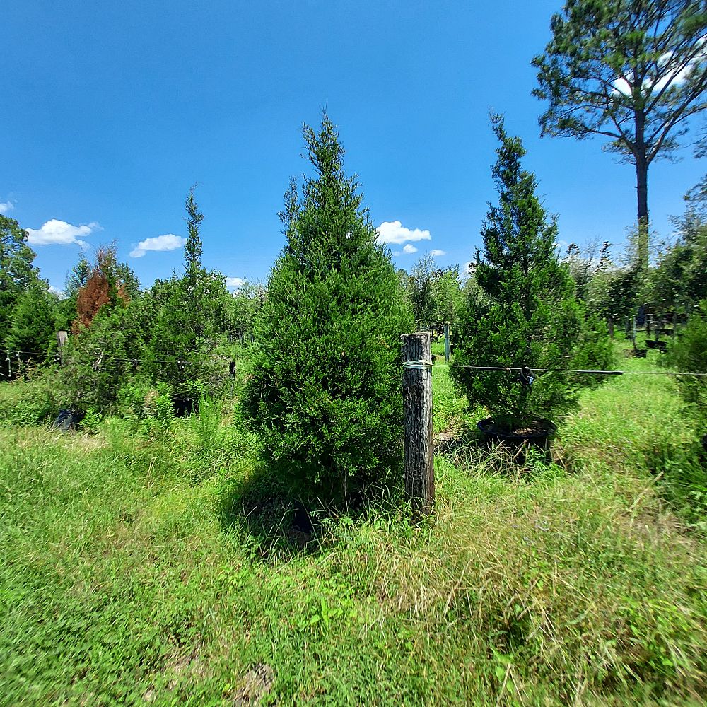 juniperus-virginiana-eastern-red-cedar