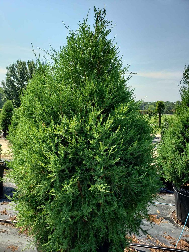 juniperus-virginiana-eastern-red-cedar