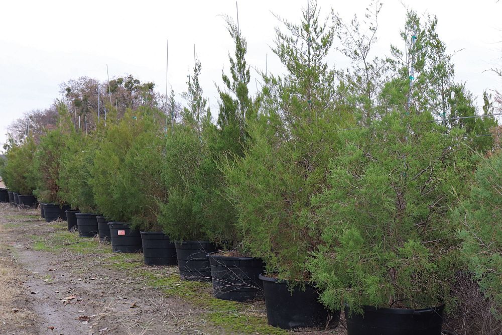 juniperus-virginiana-eastern-red-cedar