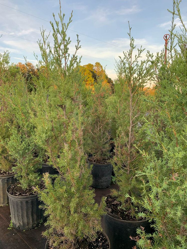 juniperus-virginiana-eastern-red-cedar