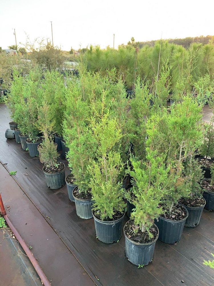 juniperus-virginiana-eastern-red-cedar