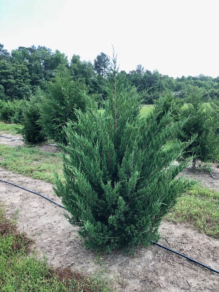 juniperus-virginiana-eastern-red-cedar