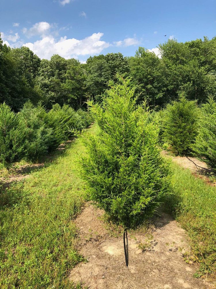 juniperus-virginiana-eastern-red-cedar