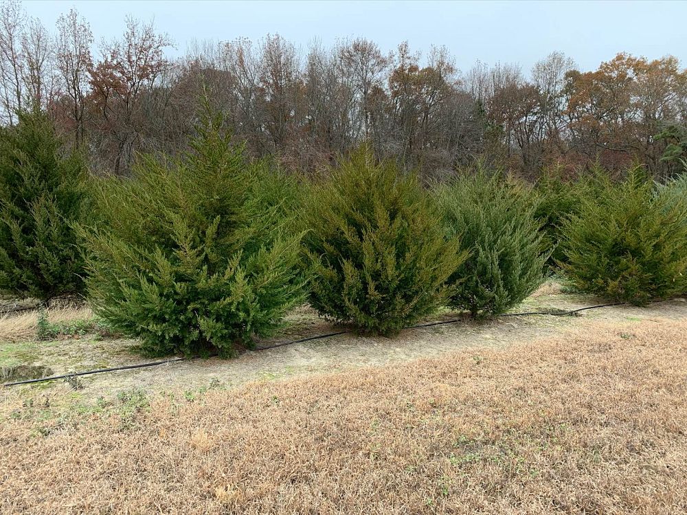 juniperus-virginiana-eastern-red-cedar