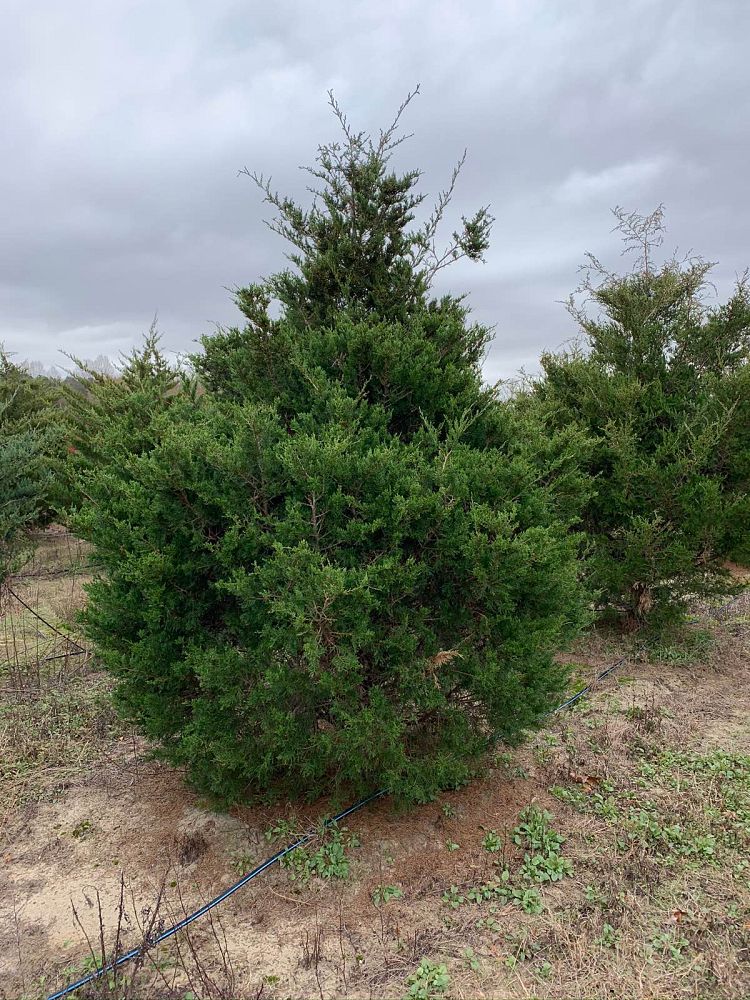 juniperus-virginiana-eastern-red-cedar