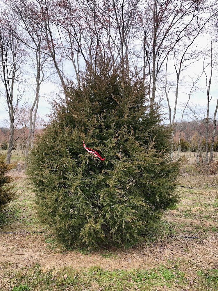 juniperus-virginiana-eastern-red-cedar