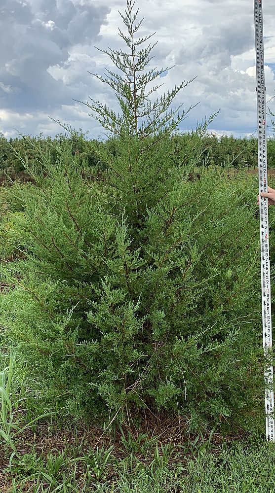 juniperus-virginiana-eastern-red-cedar