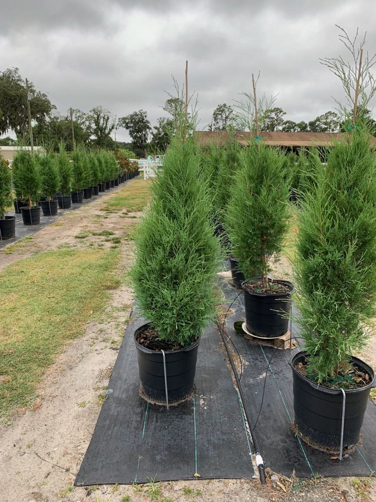 juniperus-virginiana-eastern-red-cedar