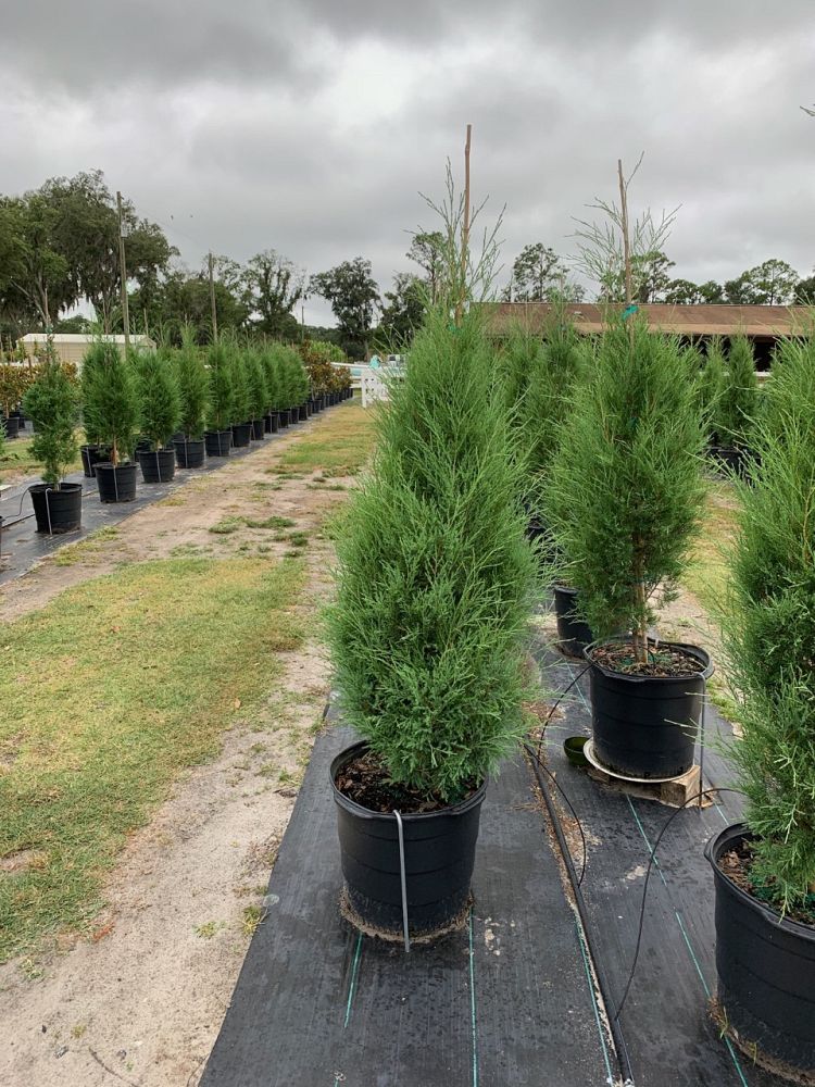 juniperus-virginiana-eastern-red-cedar