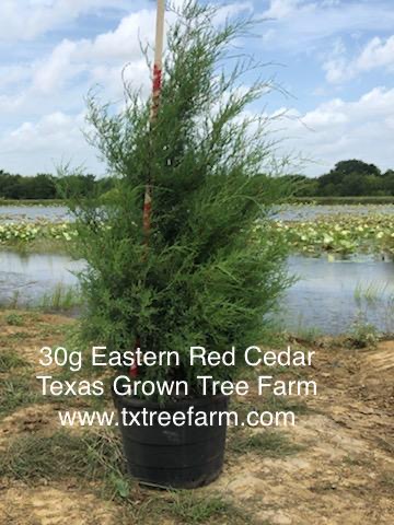 juniperus-virginiana-eastern-red-cedar