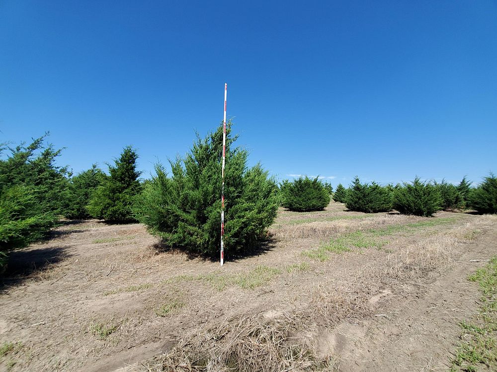juniperus-virginiana-eastern-red-cedar