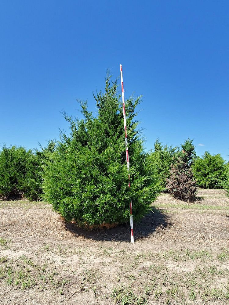 juniperus-virginiana-eastern-red-cedar