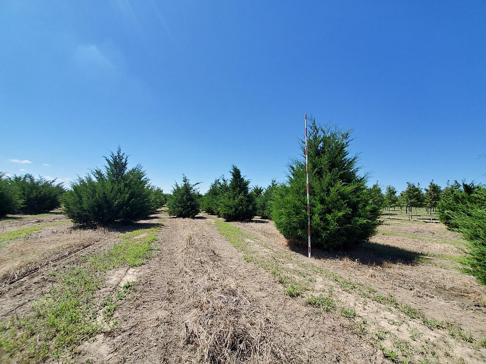 juniperus-virginiana-eastern-red-cedar