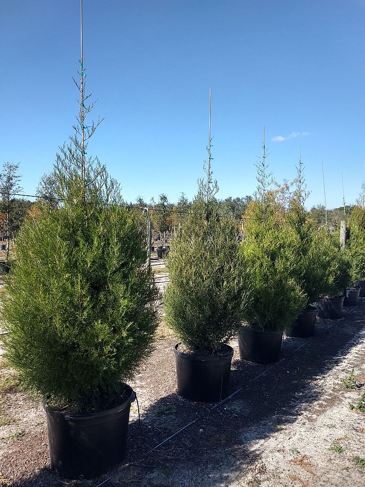 juniperus-virginiana-eastern-red-cedar