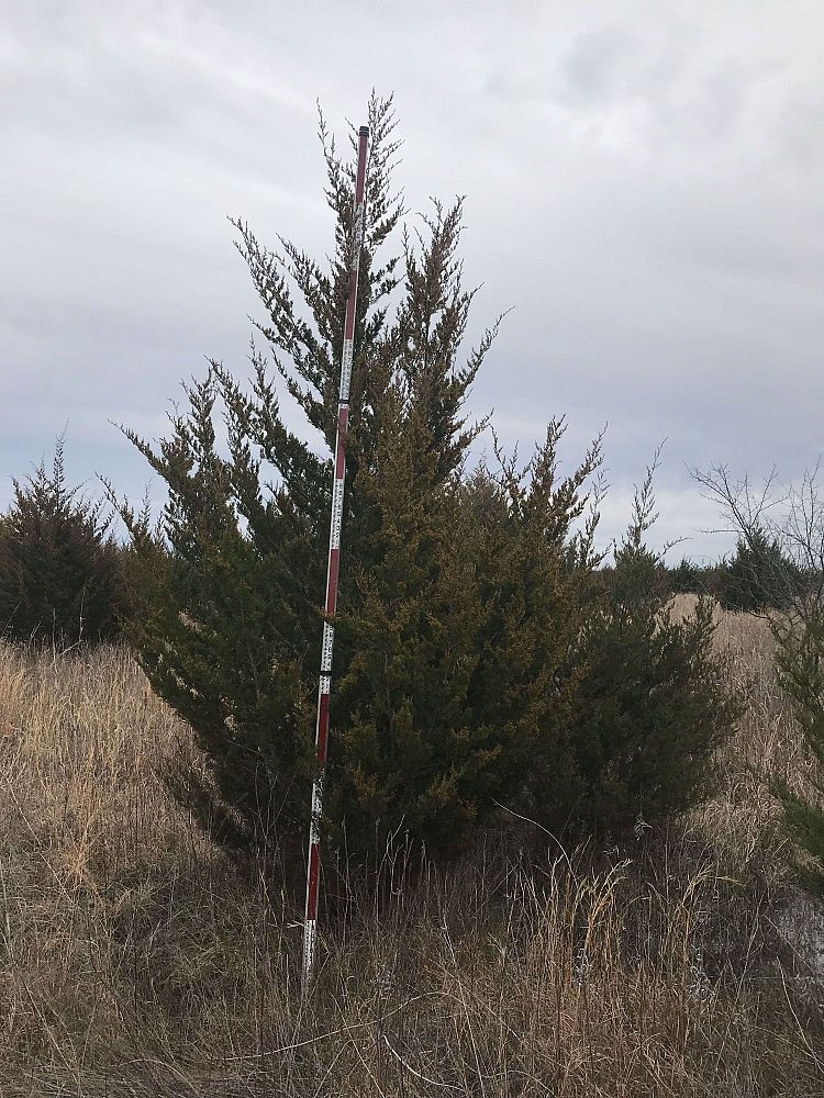 juniperus-virginiana-eastern-red-cedar