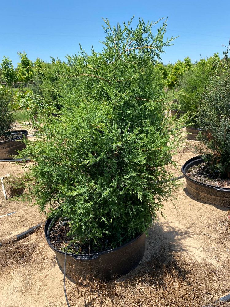 juniperus-virginiana-eastern-red-cedar