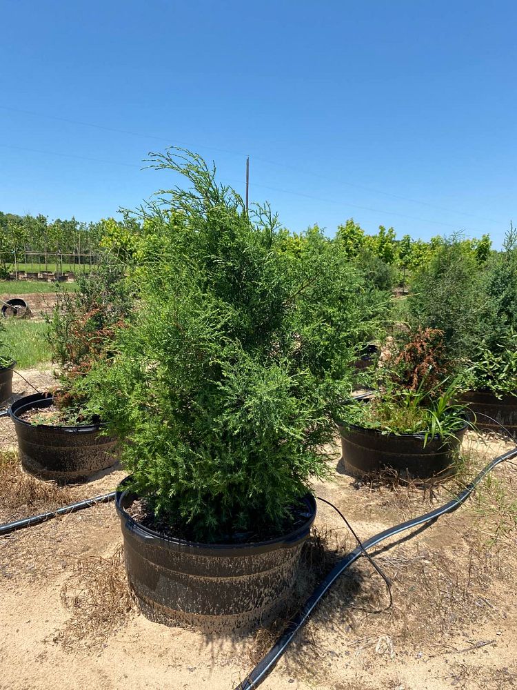 juniperus-virginiana-eastern-red-cedar