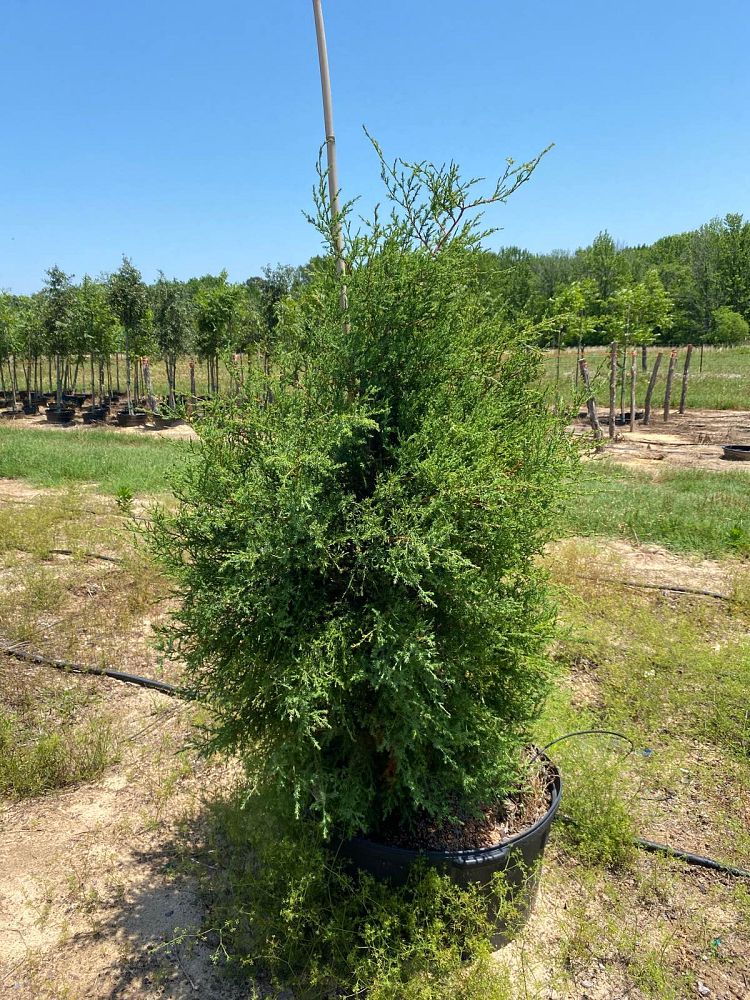 juniperus-virginiana-eastern-red-cedar
