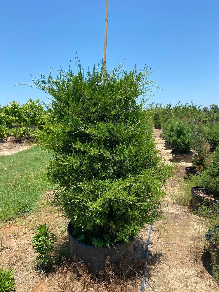 juniperus-virginiana-eastern-red-cedar