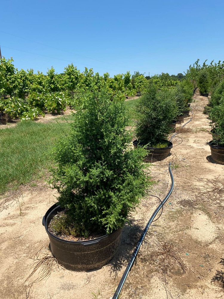 juniperus-virginiana-eastern-red-cedar