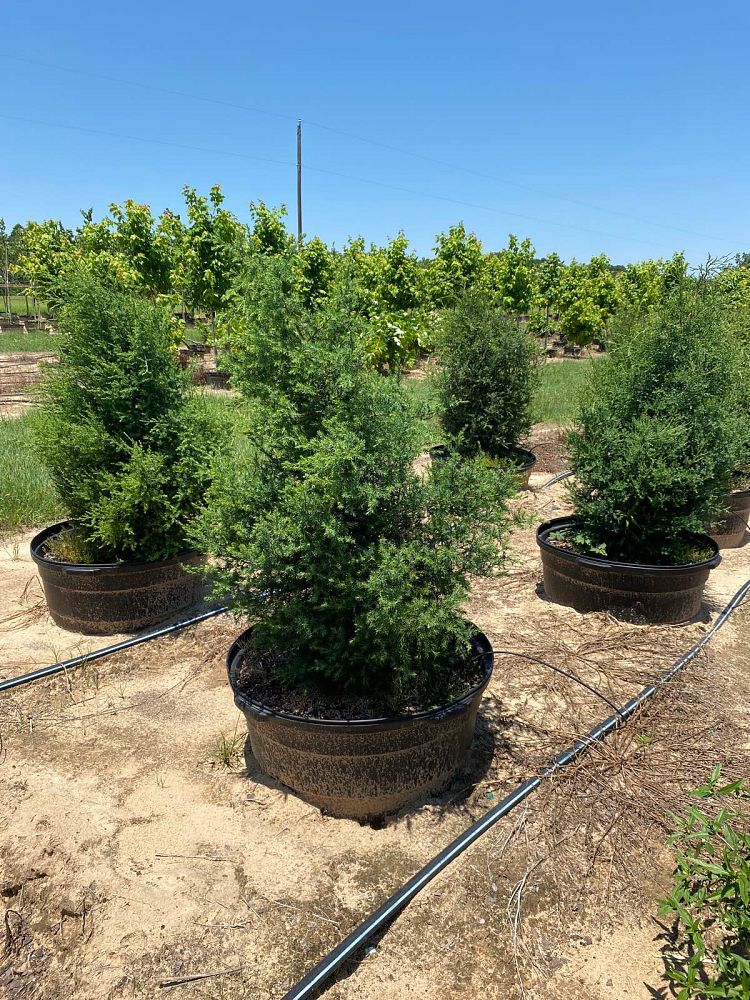 juniperus-virginiana-eastern-red-cedar