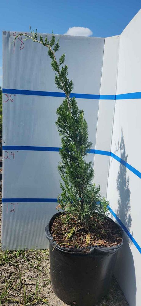 juniperus-virginiana-eastern-red-cedar