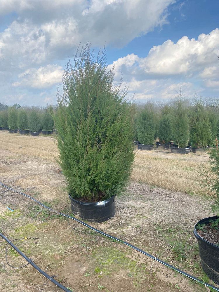 juniperus-virginiana-eastern-red-cedar