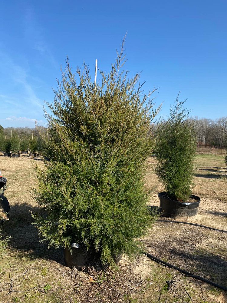 juniperus-virginiana-eastern-red-cedar