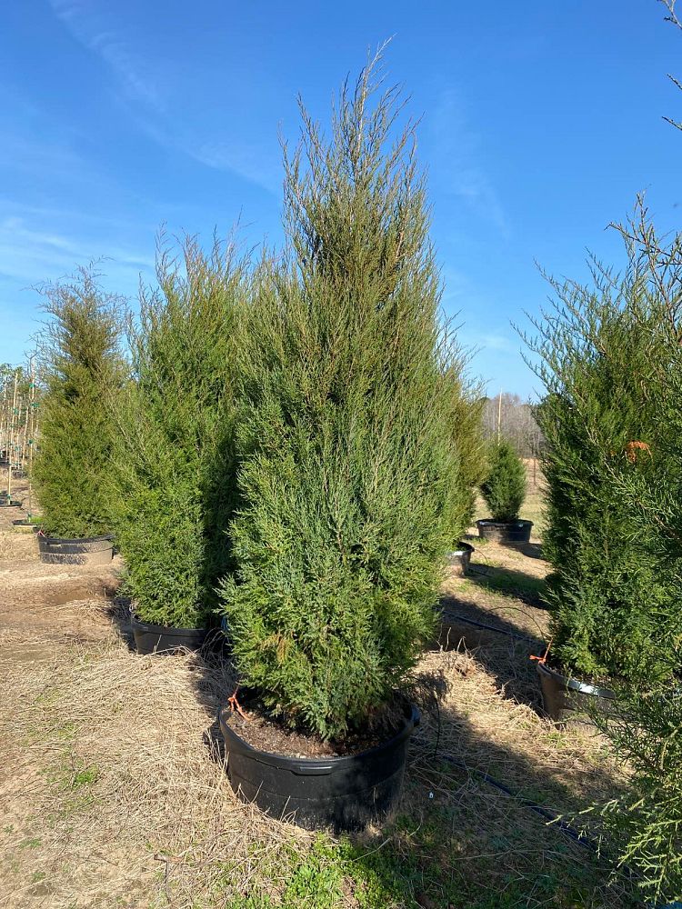 juniperus-virginiana-eastern-red-cedar