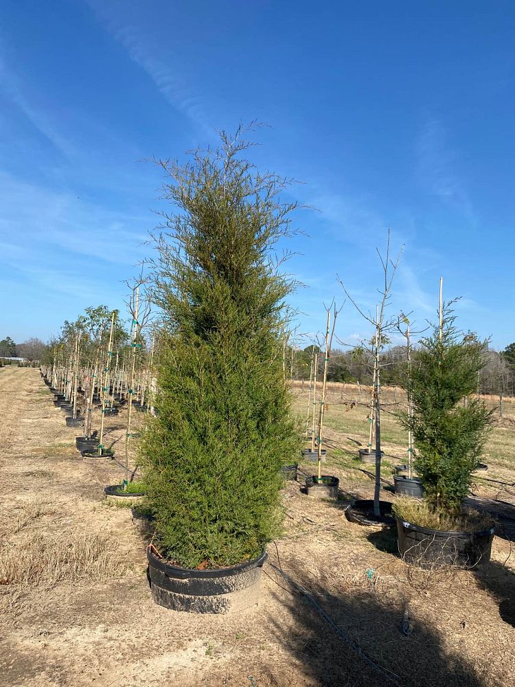juniperus-virginiana-eastern-red-cedar