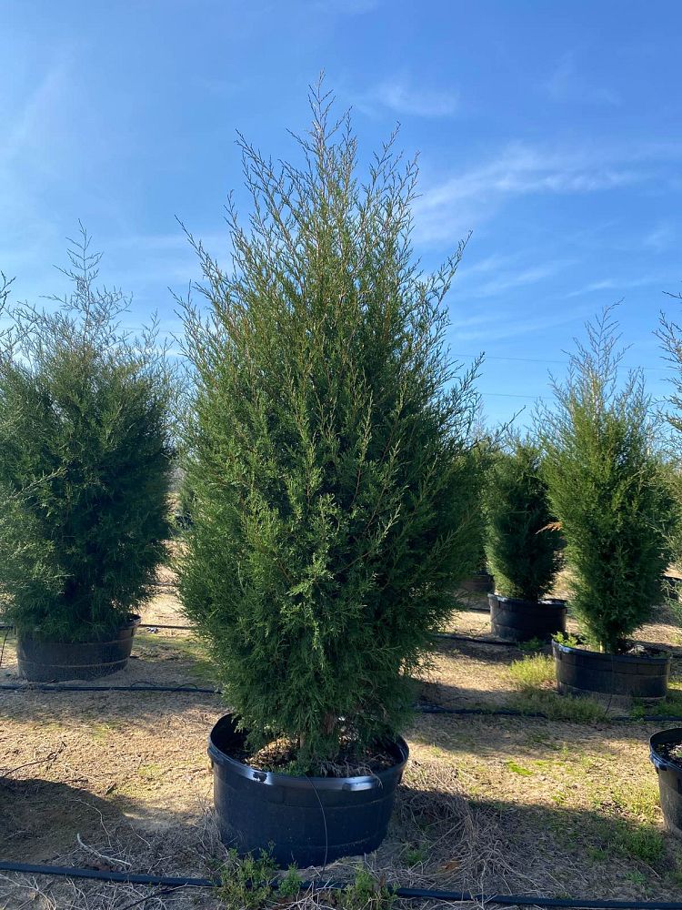 juniperus-virginiana-eastern-red-cedar