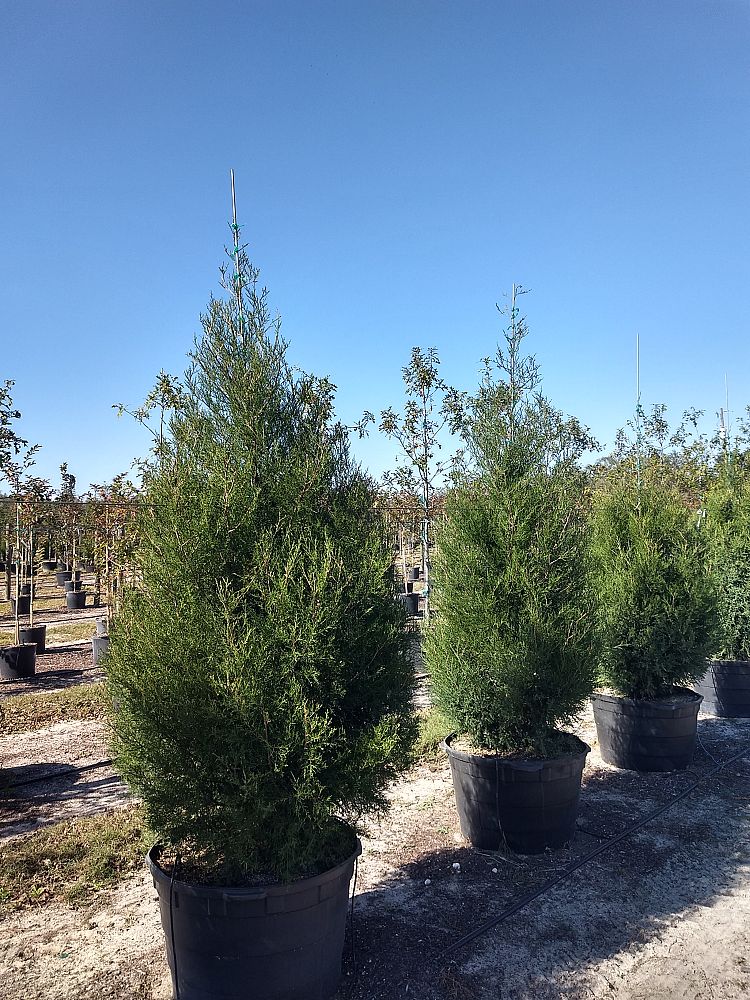 juniperus-virginiana-eastern-red-cedar