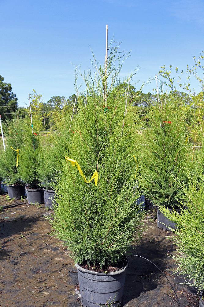 juniperus-virginiana-eastern-red-cedar