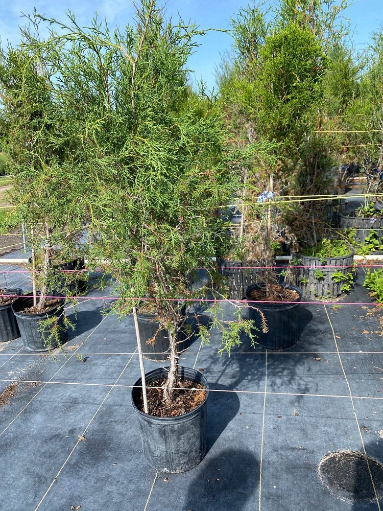juniperus-virginiana-eastern-red-cedar