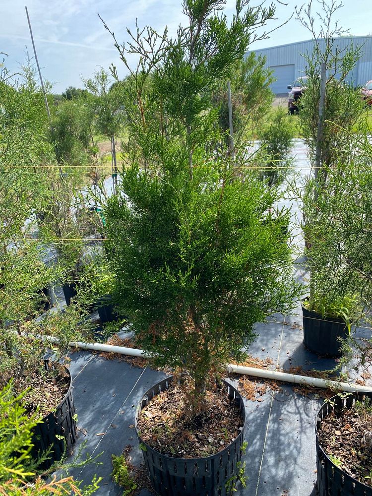 juniperus-virginiana-eastern-red-cedar