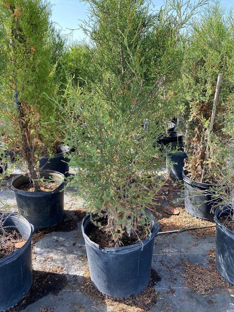 juniperus-virginiana-eastern-red-cedar