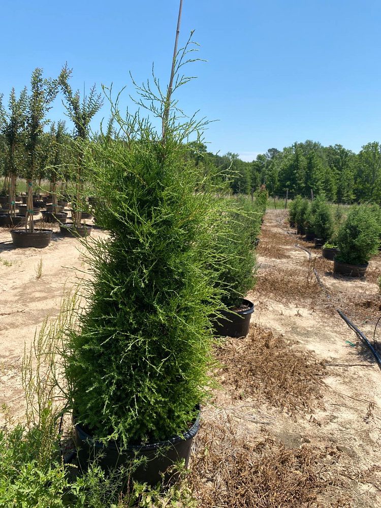 juniperus-virginiana-eastern-red-cedar