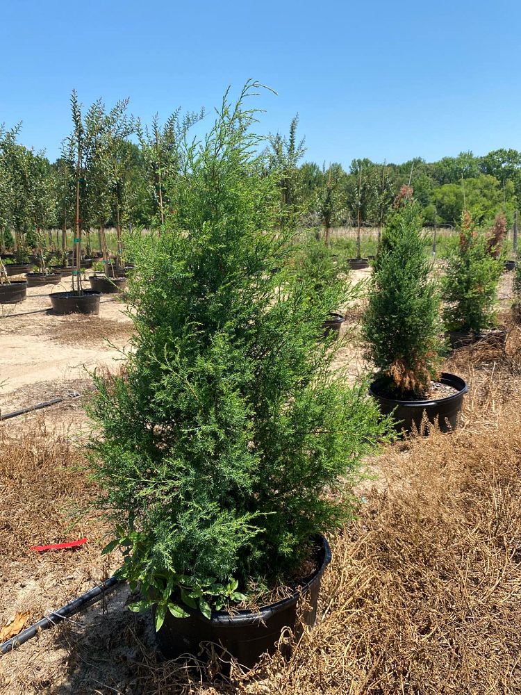 juniperus-virginiana-eastern-red-cedar