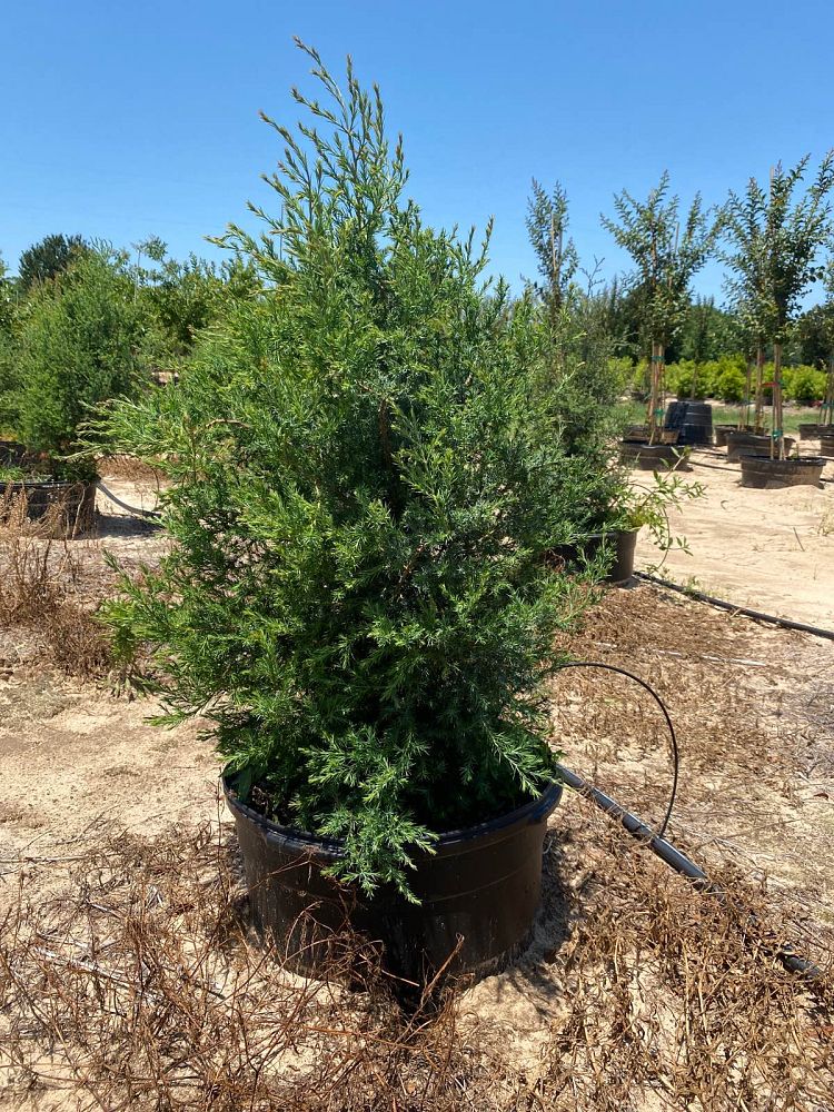 juniperus-virginiana-eastern-red-cedar