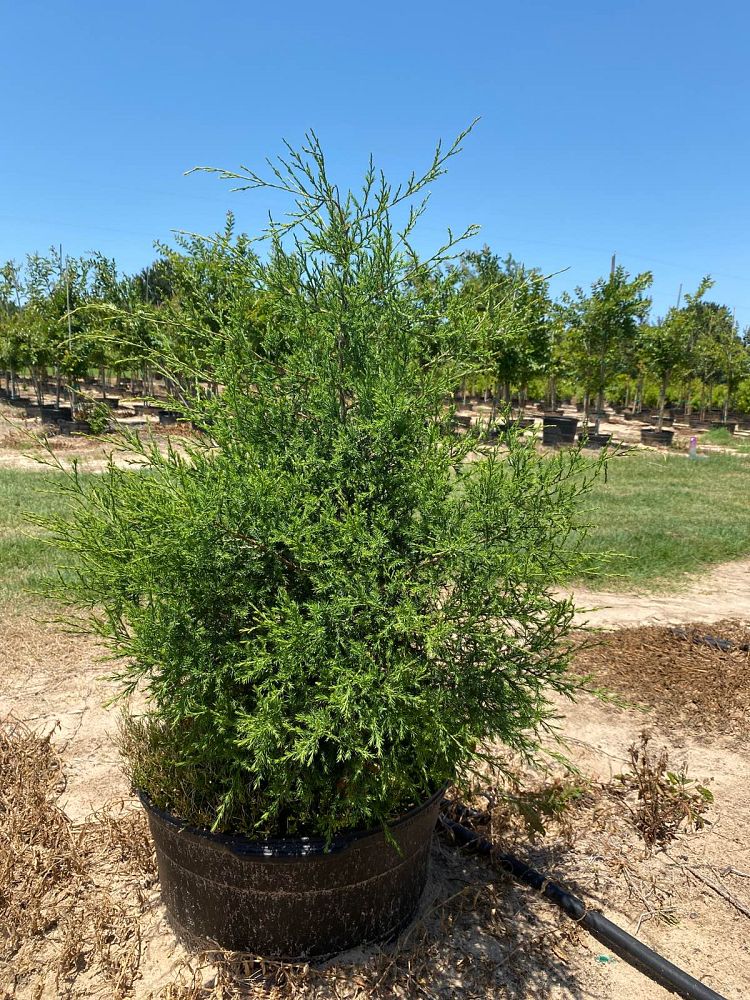 juniperus-virginiana-eastern-red-cedar