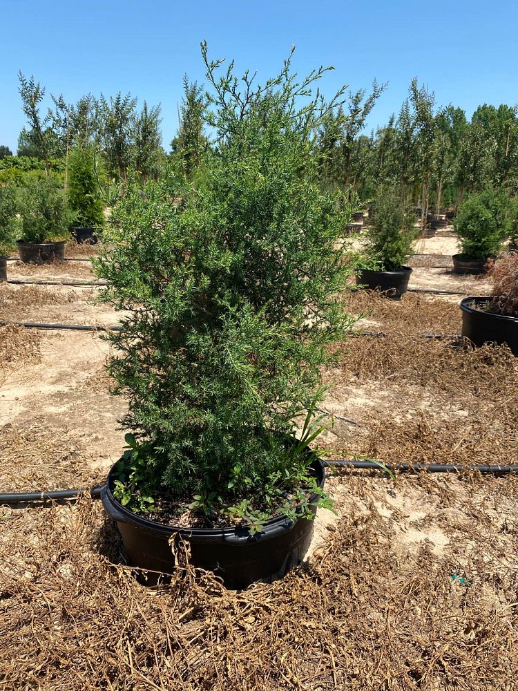 juniperus-virginiana-eastern-red-cedar