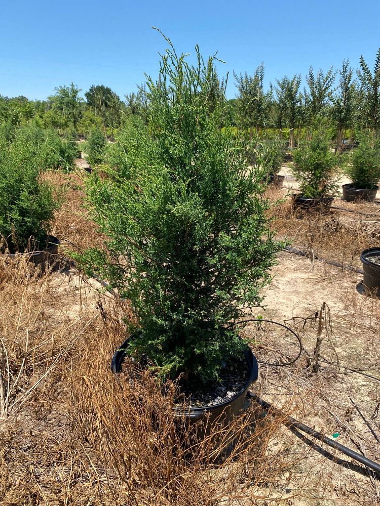 juniperus-virginiana-eastern-red-cedar
