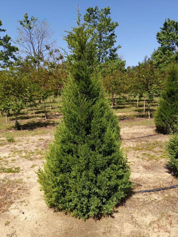 juniperus-virginiana-eastern-red-cedar