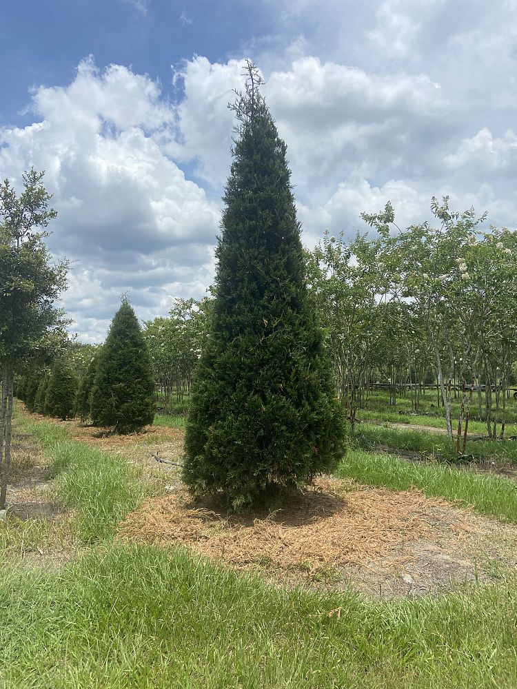 juniperus-virginiana-eastern-red-cedar